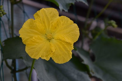 Close-up of yellow flowering plant