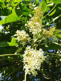 Close-up of flowers