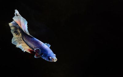 Close-up of fish swimming in sea