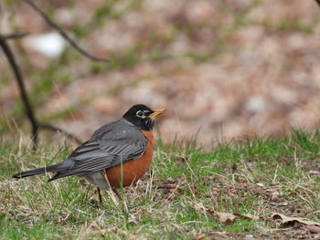 Close-up of bird perching on a field