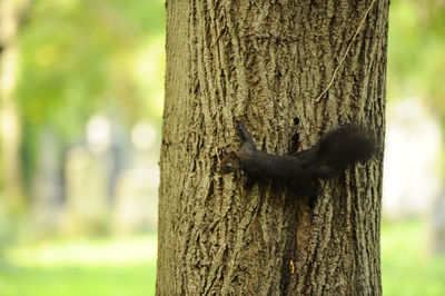 Close-up of caterpillar on tree trunk