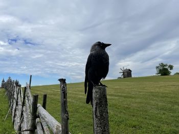 Bird perching on wooden post