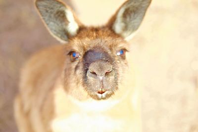 Close-up portrait of kangaroo