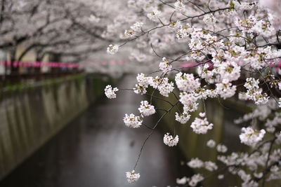 Cherry trees by canal in park