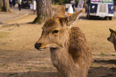 Close-up of deer on field in nara, japan 