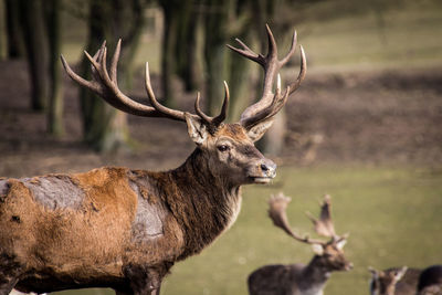 Close-up of an animal