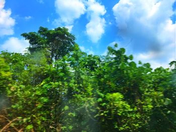 Low angle view of trees against sky