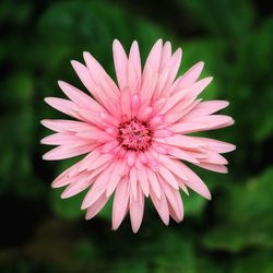 Close-up of pink flower