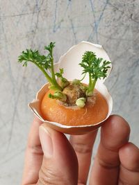 Midsection of person holding apple