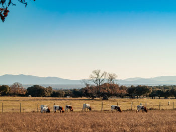 View of sheep grazing on field against sky