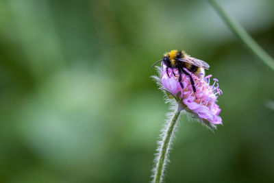 Close-up of insect pollinating flower