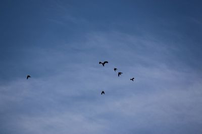 Low angle view of birds flying in sky