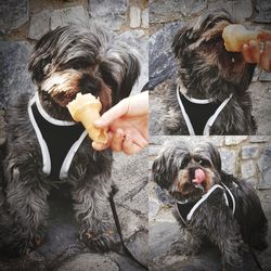 Portrait of dog holding ice cream cone