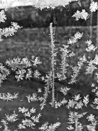 Close-up of flowers on frozen lake