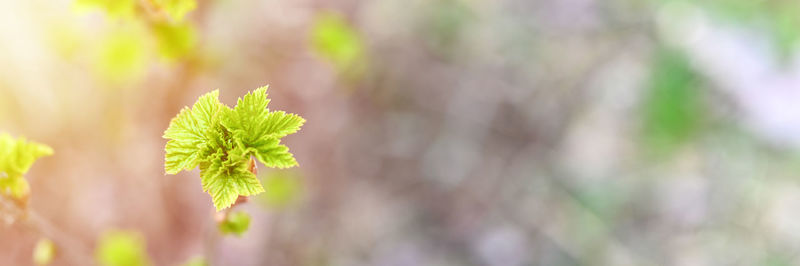 Close-up of leaves on tree trunk