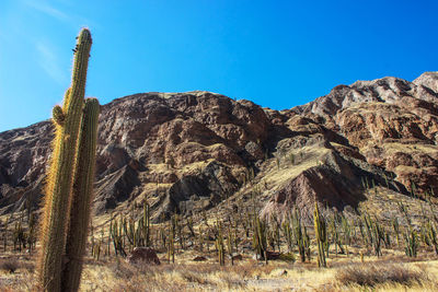 Low angle view of cactus in desert against clear blue sky