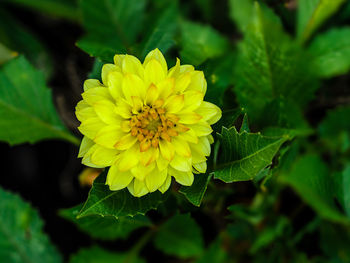 Close-up of yellow flowering plant