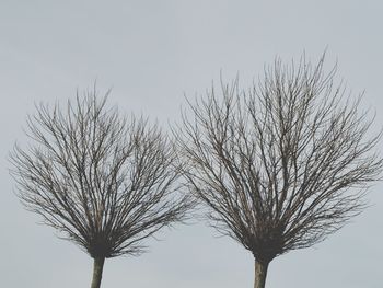 Low angle view of bare tree against clear sky