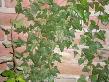 Ivy growing on wall