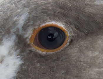 Close-up portrait of owl