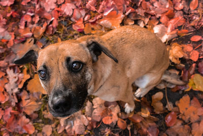 Portrait of dog on dry leaves during autumn