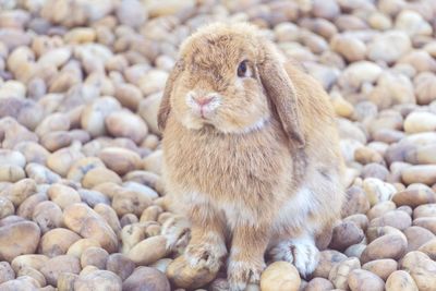 Close-up of rabbit on pebbles