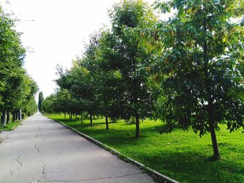 Road amidst trees against clear sky