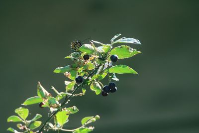 Close-up of insect on plant