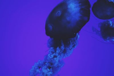Close-up of jellyfish against blue background