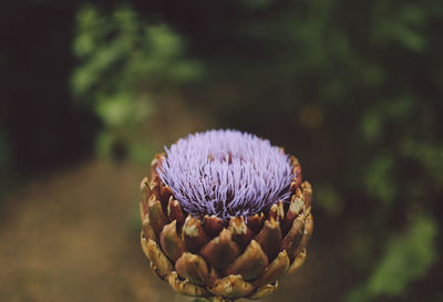 Close-up of flowers