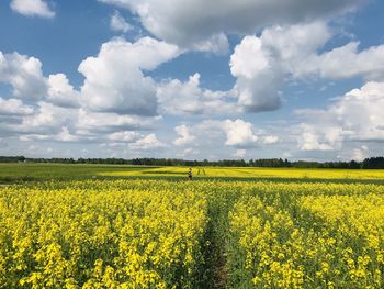 Scenic view of oilseed rape field against sky