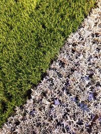 Full frame shot of fresh green grass