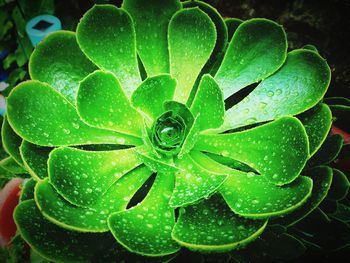 High angle view of raindrops on succulent plant
