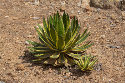 High angle view of succulent plant on field