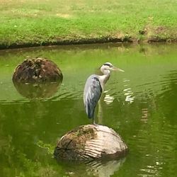 Birds in calm lake