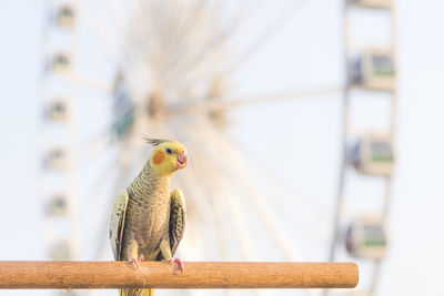 Selective focus cockatiel nymphicus hollandicus beautiful adorable bird on wooden stand.