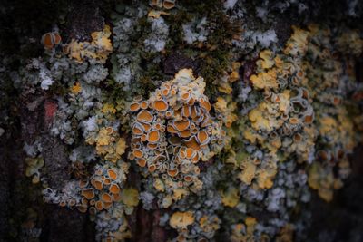 High angle view of mushrooms growing on land