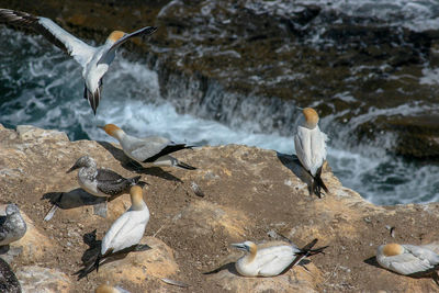 View of seagulls on beach