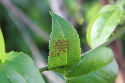 Close-up of green leaves