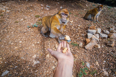 High angle view of hand holding dog