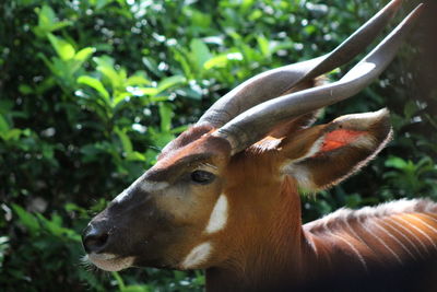 Close-up of horse on field