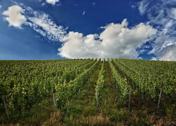 Scenic view of agricultural field against sky