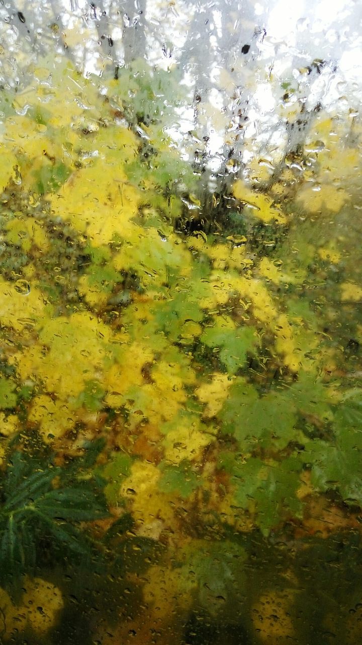 FULL FRAME SHOT OF WATER WITH YELLOW LEAVES