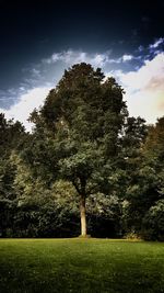 Trees on field against sky