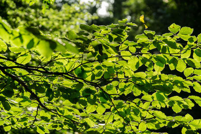 Close-up of green leaves on plant