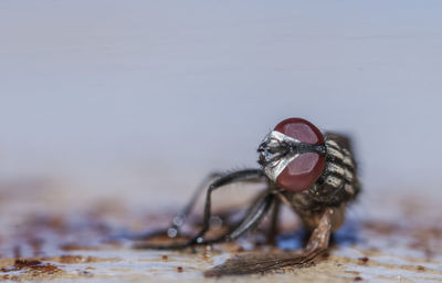 Close-up of dead housefly on surface