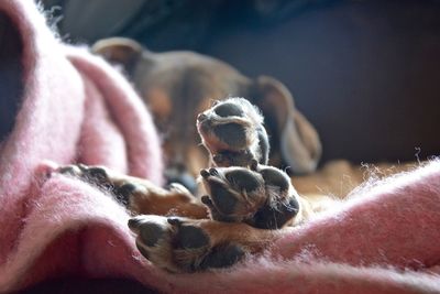 Close-up of dog paws on blanket