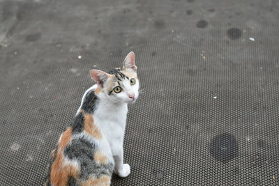 High angle portrait of cat sitting on floor