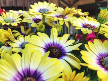 Close-up of purple flowers