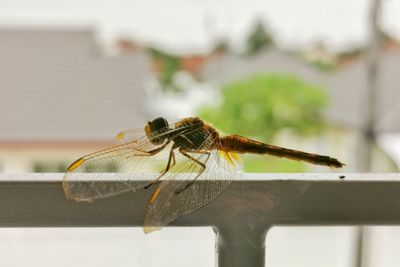 Close-up of dragonfly on wood